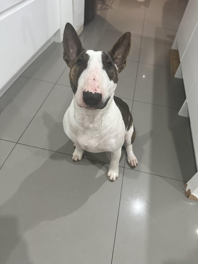 Preloved english bull sales terrier