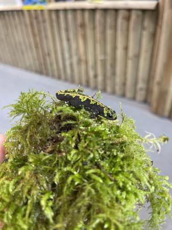 Image 5 of Marbled Newts At Urban Exotics