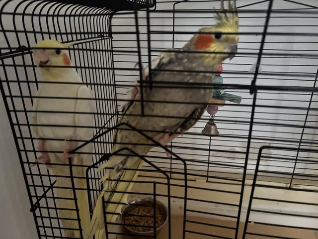 Preview of the first image of Breeding Pair Cockatiels.