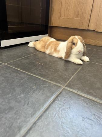 Image 1 of 1 year old Male lop eared rabbit