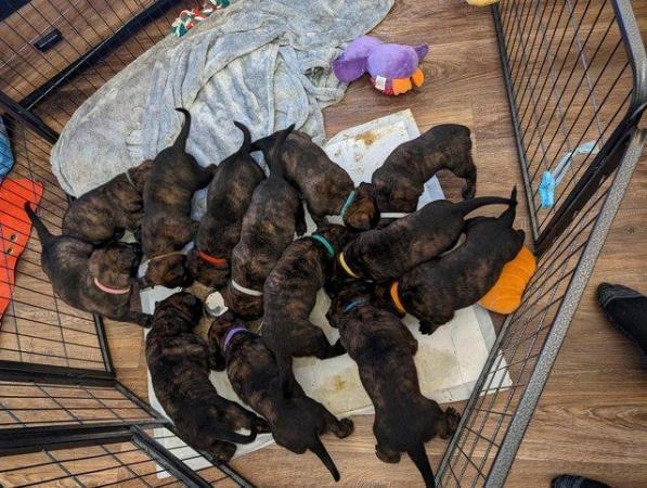 Image 8 of SOLD! Dutch herder pups from a mixed litter BRN registered