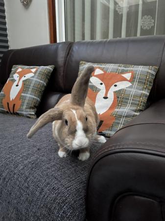 Image 5 of Bonded pair of rabbits looking for a 5 star home.