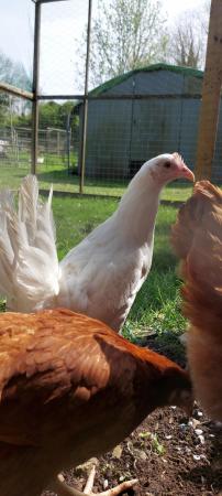 Image 1 of Point of lay White Leghorn hens for sale!