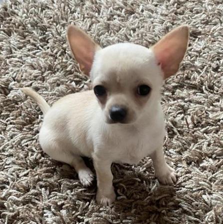Image 1 of Beautiful white/cream Chihuahua Boy