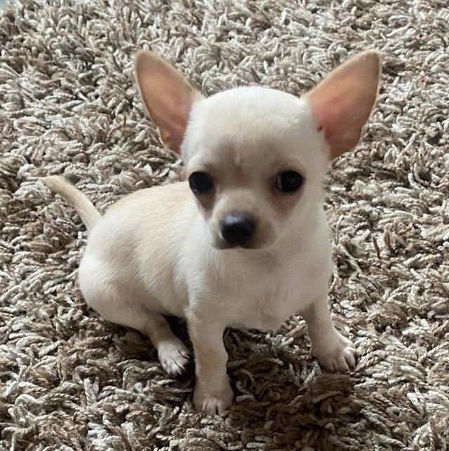 Preview of the first image of Beautiful white/cream Chihuahua Boy.