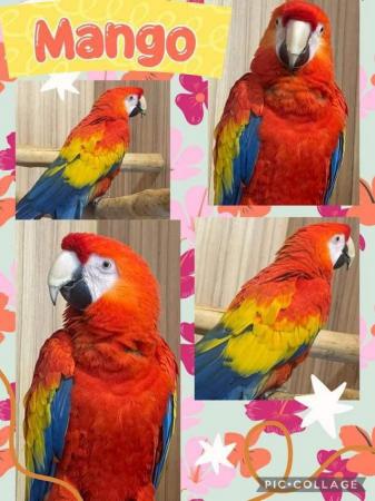 Image 4 of Mango the Scarlet Macaw Now Available