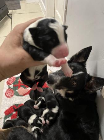 Image 5 of Border collie pups was born on the 18th of January