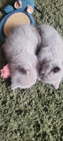 Image 16 of Gccf registered lilac British Shorthair kittens
