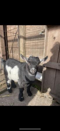 Image 1 of Pygmy goats kids looking for their forever homes