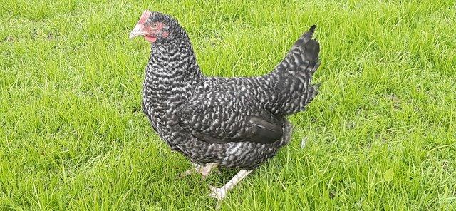 Preview of the first image of Coloured hybrid chicken's at point of lay.