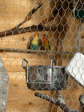 Image 3 of Well built  home built bird aviary
