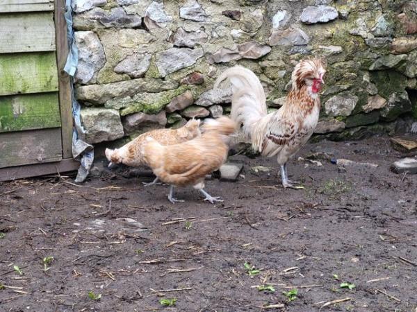 Image 3 of A trio of polish chickens