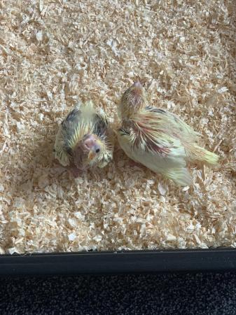 Image 2 of Hand reared and tamed baby cockatiels
