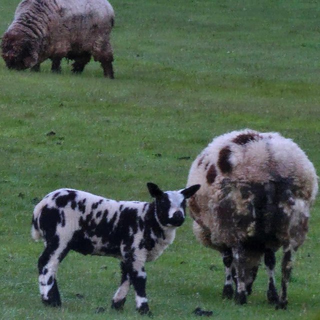 Preview of the first image of First cross Dutch spotted wether lambs.
