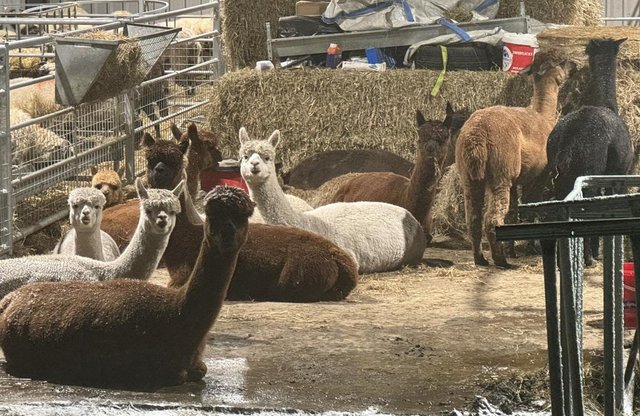 Image 1 of 11 x Alpaca female started herd in cria