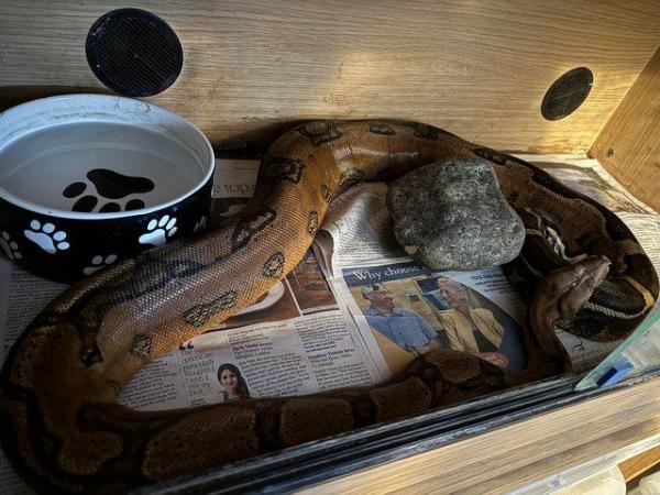 Image 3 of PRICE DROP adult Boa constrictor morphs for sale