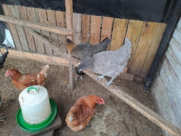 Image 9 of CHICKENS......available now...(vaccinated/DEFRA reg)........