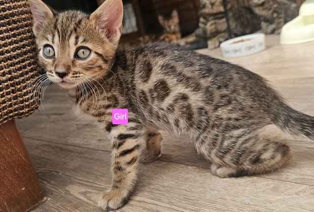 Image 8 of One Cute Bengal Kitten looking for her new home.