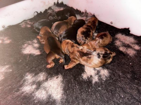 Stunning dachshund puppies ready 12/3/24 for sale in Witham, Essex - Image 4