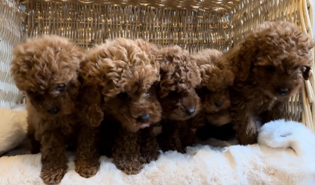 Image 2 of Toy Cavapoo puppies Available