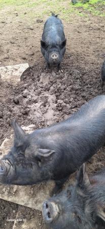 Image 1 of 11 month old Kunekune pigs for sale