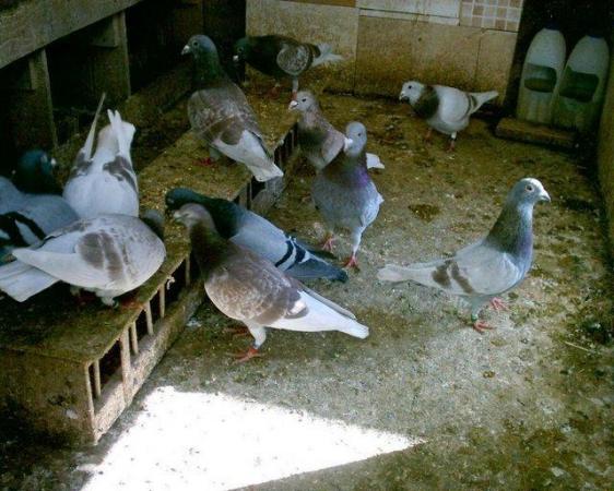Image 1 of pigeons  for sale in sn11