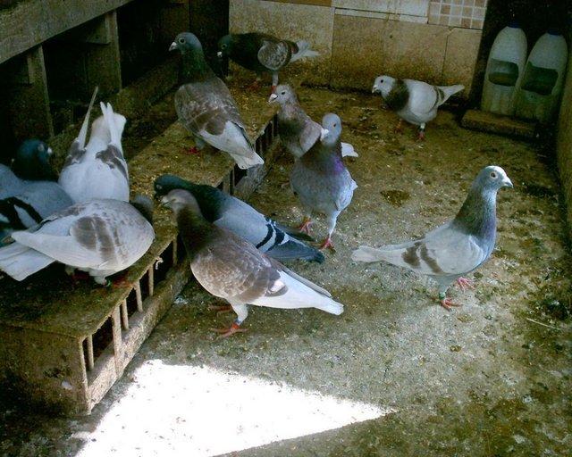 Preview of the first image of pigeons  for sale in sn11.