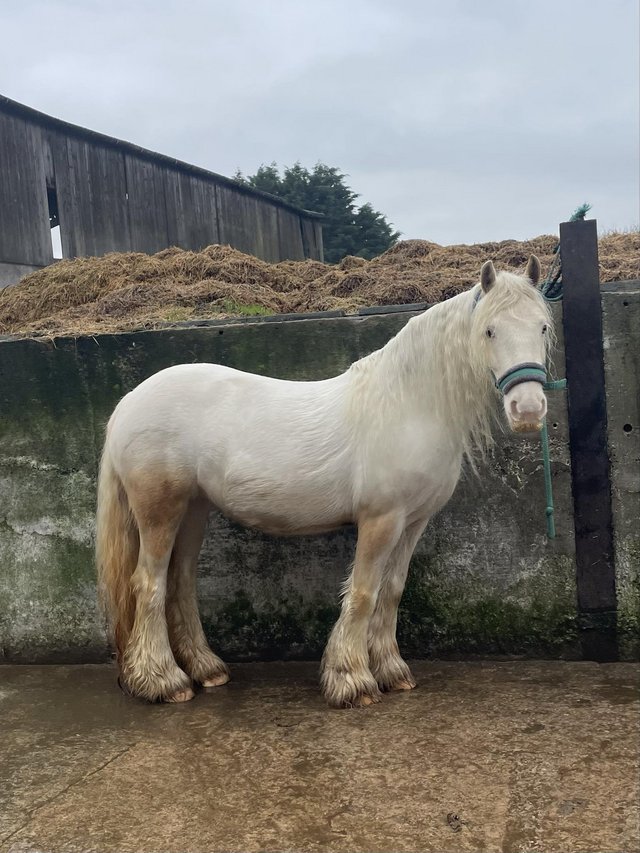 Preview of the first image of Wanted DIY stable for 13.2hh mare in Blackpool area.
