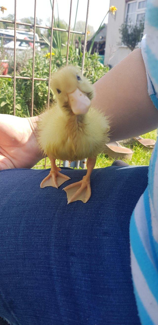 Preview of the first image of Cherry Valley Ducklings not sexed.
