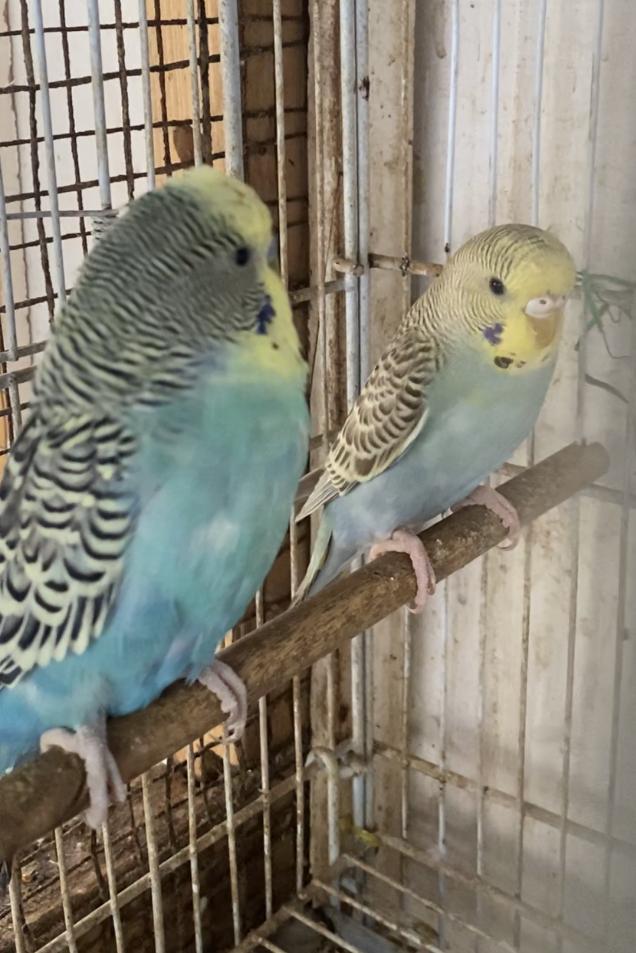 Preview of the first image of Quick Breeding Pair of budgie.