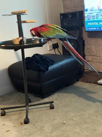 Image 5 of Greenwing male macaw for sale