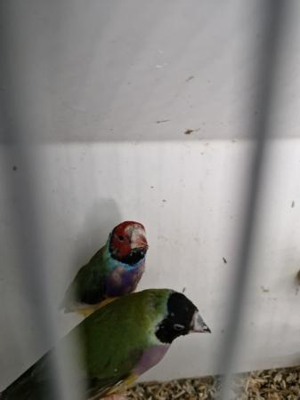 Image 5 of Pair gouldian finches forsale