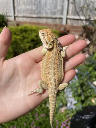 Image 4 of Beautiful red and yellow citrus blue bar bearded dragons