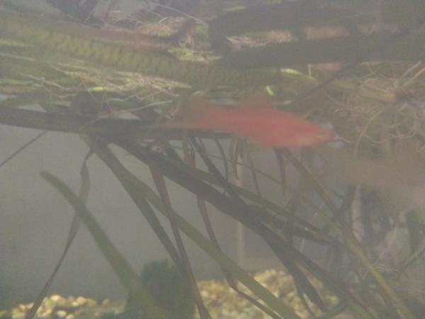 Image 1 of £8 Orange swordtail tropical fish Group Of 3 Trio Young Fish