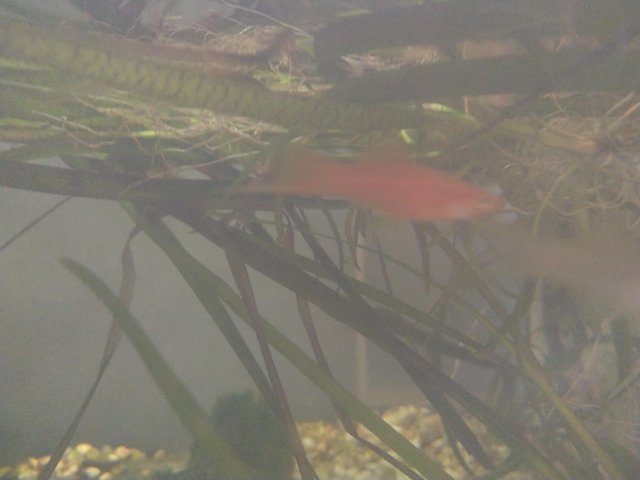 Preview of the first image of £8 Orange swordtail tropical fish Group Of 3 Trio Young Fish.