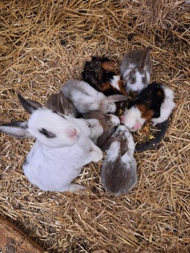 Baby Rabbits 9 weeks Old / Male For Sale in Congleton, Cheshire | Preloved
