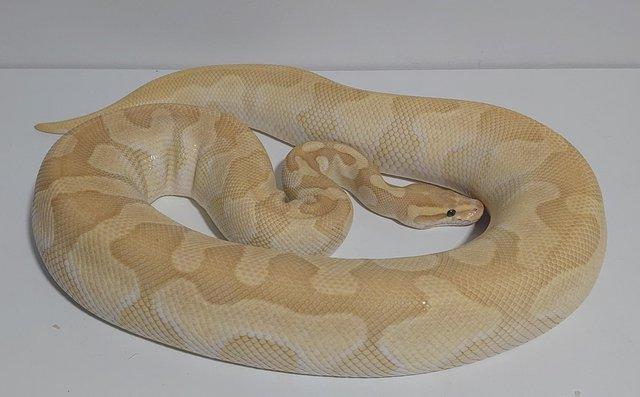 Image 3 of Adult Female Banana Butter Enchi Yellowbelly