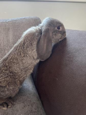 Image 3 of French lop choclote otterDoe for sale 16 weeks old