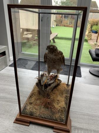 Image 4 of Ornamental, Sparrow Hawk with prey, in cabinet, taxidermy