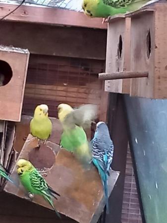 Image 3 of Green budgies for sale. Aviary bred