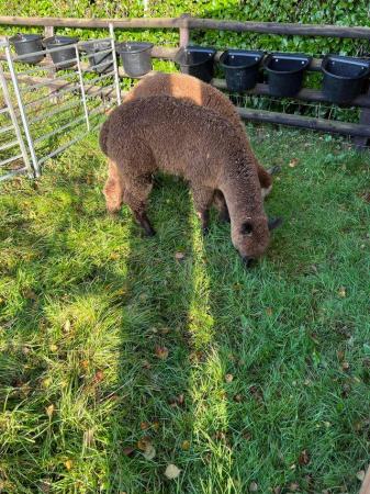 Image 6 of BAS REGISTERED BEAUTIFUL QUALITY BABY ALPACAS