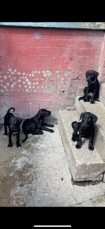 Image 12 of Bedlington lurcher puppies