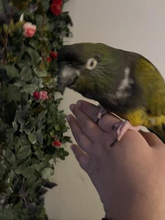 Image 4 of SOLD STC Tame Baby Patagonian Conure