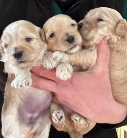 Image 5 of ** available now ***Maltipoo puppies