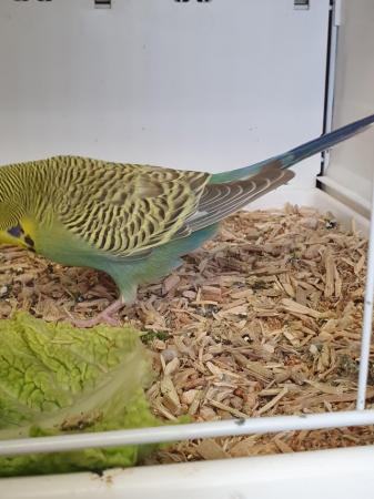 Image 8 of I have 4 pair of breeding Budgies.  Good healthy birds