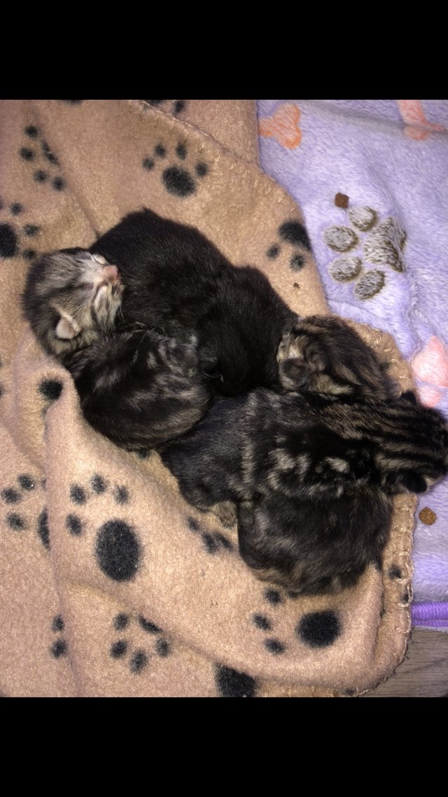 Preview of the first image of 3week old beautiful kittens.