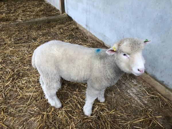 Image 3 of Breeding Dorset rams 2 available horned