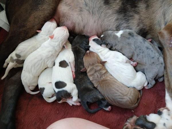 Image 11 of Staffordshire bull terrier puppies