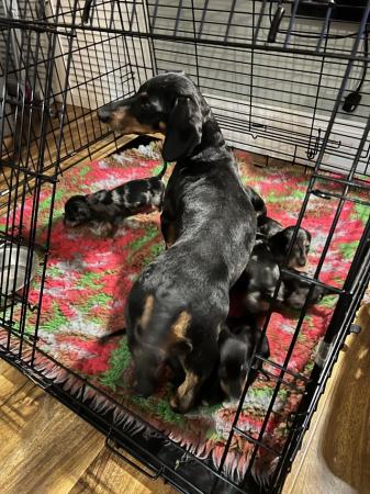 Image 5 of PRA CLEAR Midi dachshund puppies