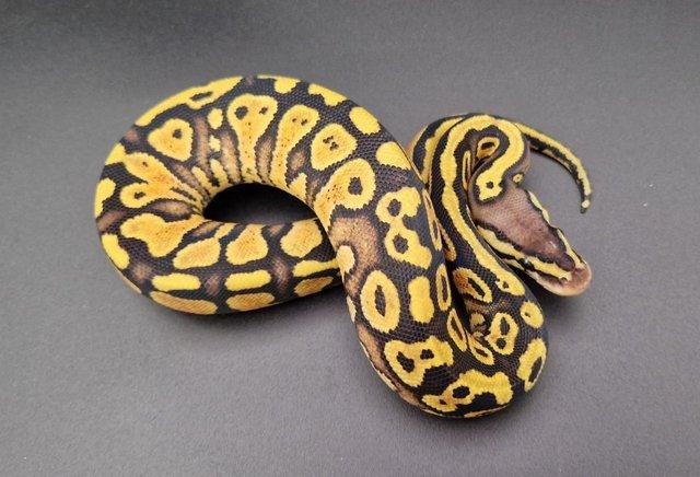 Image 4 of Pastel Yellow Belly or Gravel Female Ball Python 231305
